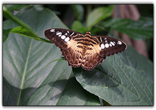 butterfly