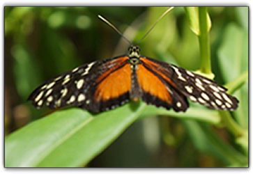 butterfly