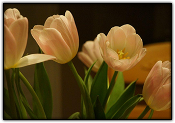 tulips