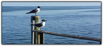 gulls